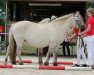 broodmare Sweety (Fjord Horse, 2005, from Jokum)