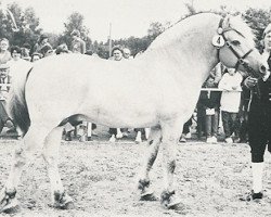 stallion Solar N.1849 (Fjord Horse, 1977, from Helleve N.1765)