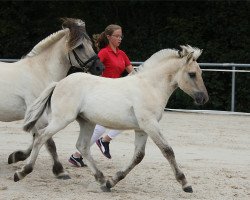 horse Romero (Fjord Horse, 2020, from Reidar van den Bosdries)