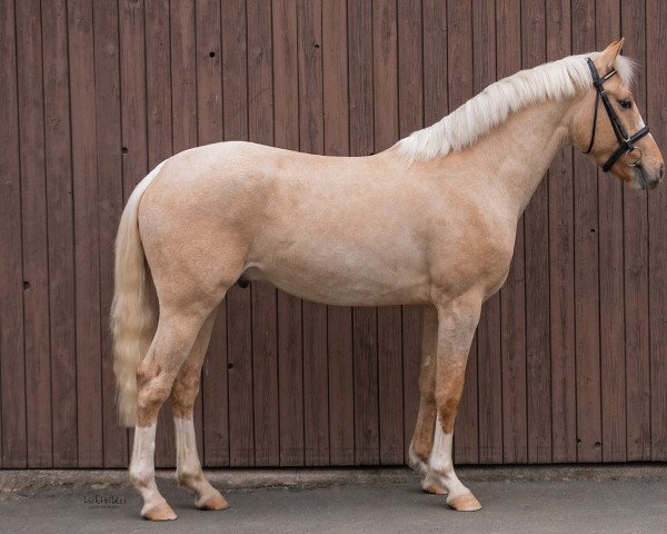 stallion Shamu (anglo european sporthorse, 2018, from Löwenherz)