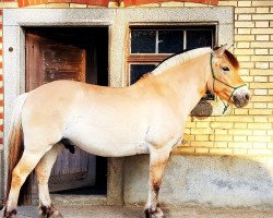 jumper Torek (Fjord Horse, 2010, from Mr. Tveiten N.2591)