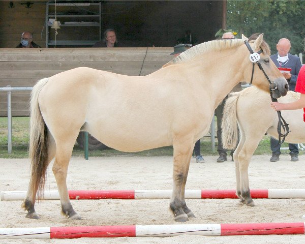 broodmare Gajona (Fjord Horse, 2002, from Jon Halsnæs)