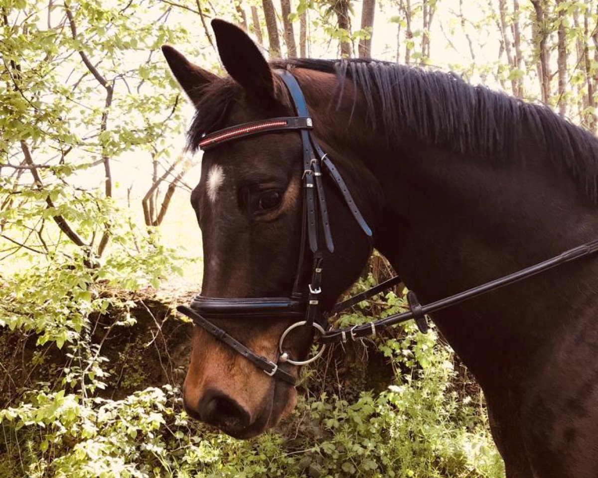 Springpferd Haribo 76 (Trakehner, 2014, von Herbstkönig 2)