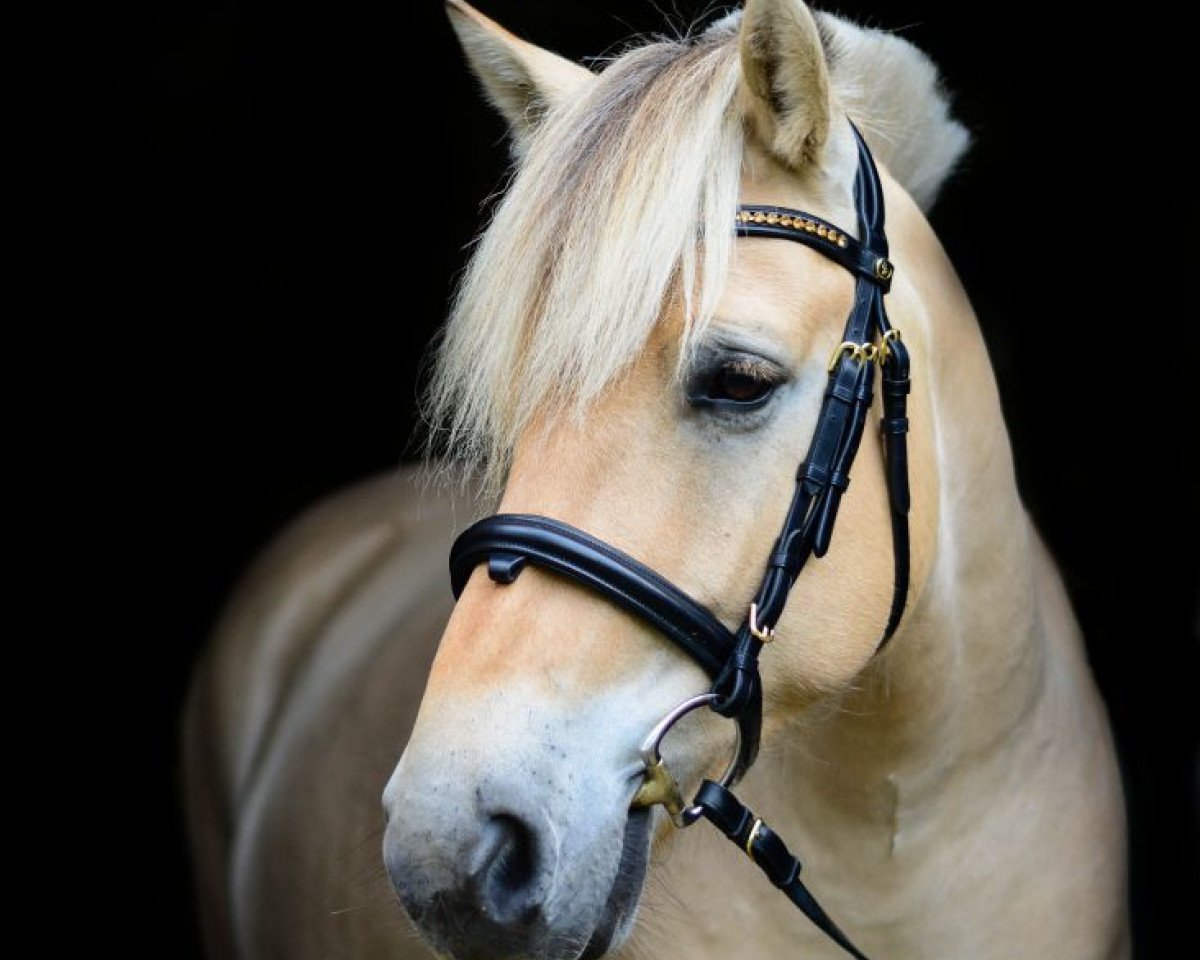 horse Neuensteins Cornel (Fjord Horse, 2012, from Tornhøjs Canut)