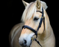 horse Neuensteins Cornel (Fjord Horse, 2012, from Tornhøjs Canut)