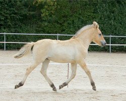 horse Tijaro (Fjord Horse, 2020, from Mr. Tveiten N.2591)