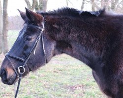 horse Graphy (Hanoverian, 1994, from Grandseigneur)