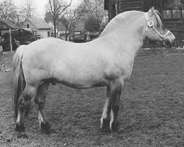 stallion Sebastian (Fjord Horse, 1983, from Hilder D-582)