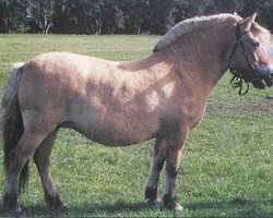 broodmare Rieka (Fjord Horse, 1972, from Lars H-L180)