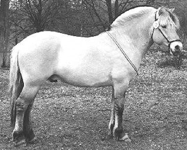 stallion Ramiro (Fjord Horse, 1996, from Torson)