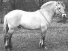 stallion Ramiro (Fjord Horse, 1996, from Torson)