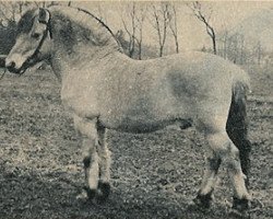 stallion Poul (Fjord Horse, 1958, from Brix)