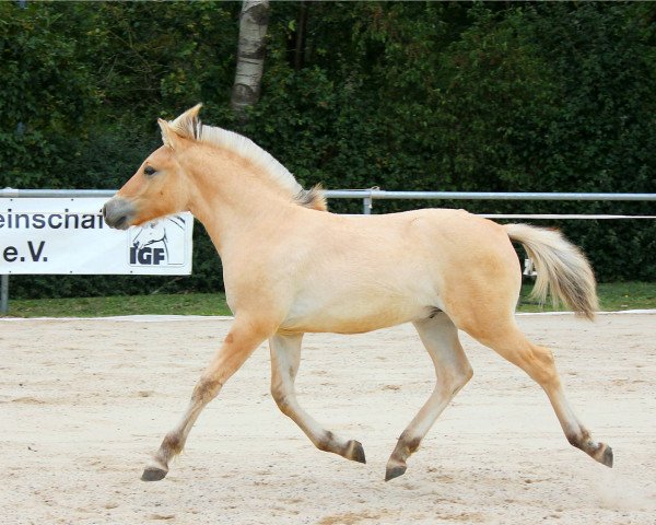 Pferd Melvin (Fjordpferd, 2020, von Maurids)