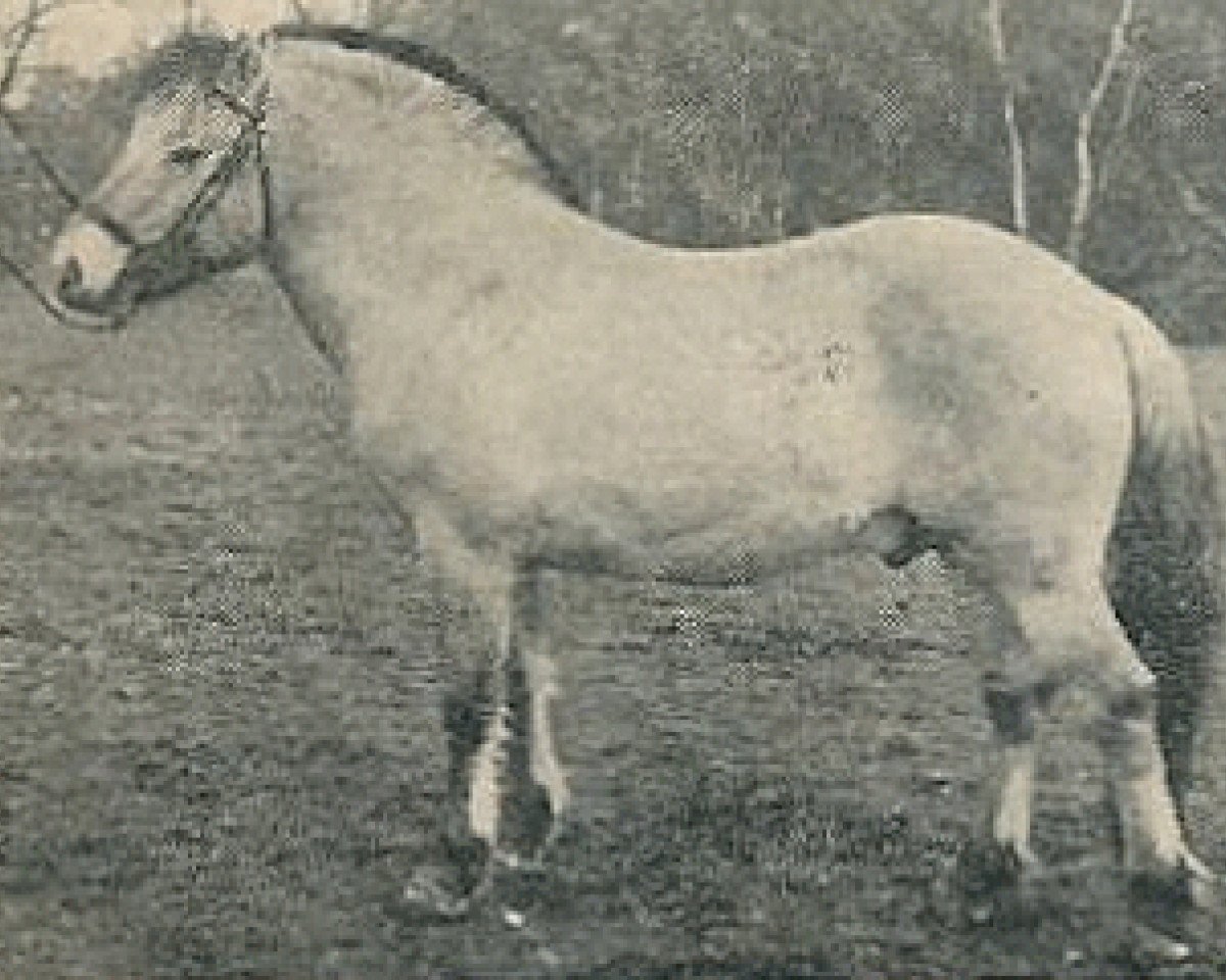Deckhengst Ostar (Fjordpferd, 1970, von Einar)
