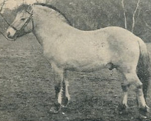 stallion Ostar (Fjord Horse, 1970, from Einar)