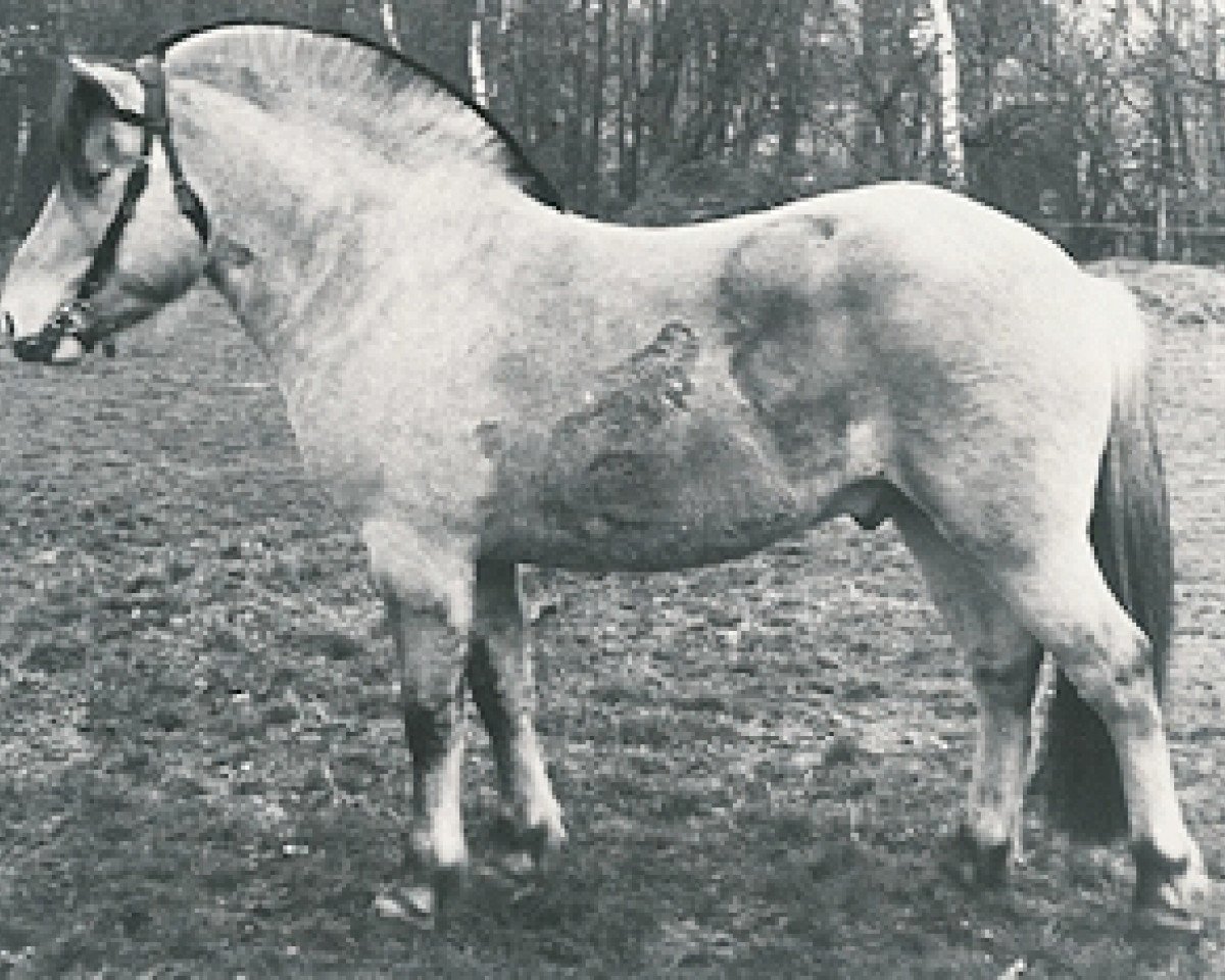 stallion Ole O-44 (Fjord Horse, 1970, from Ivar)
