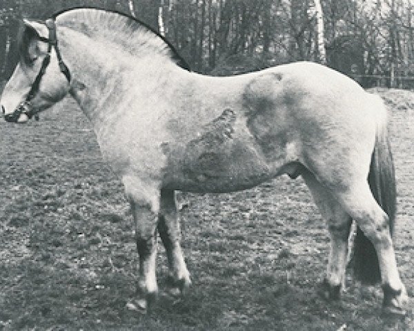 stallion Ole O-44 (Fjord Horse, 1970, from Ivar)