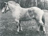 stallion Ole O-44 (Fjord Horse, 1970, from Ivar)