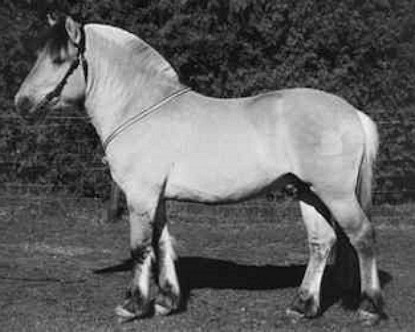 horse Oifor (Fjord Horse, 1994, from Fjelljon)