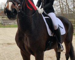 dressage horse Freddie 11 (Oldenburg, 2009, from Florencio I)