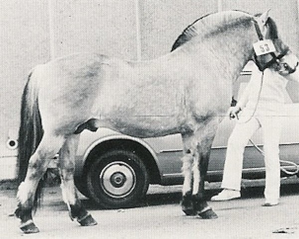 Pferd Tolv (Fjordpferd, 1974, von Damsig)