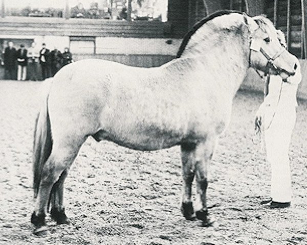 stallion Tjostar (Fjord Horse, 1974, from Ostar)
