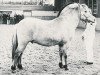 stallion Tjostar (Fjord Horse, 1974, from Ostar)