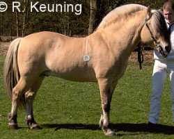 stallion Ohlsen Junior (Fjord Horse, 1988, from Ohlsen)