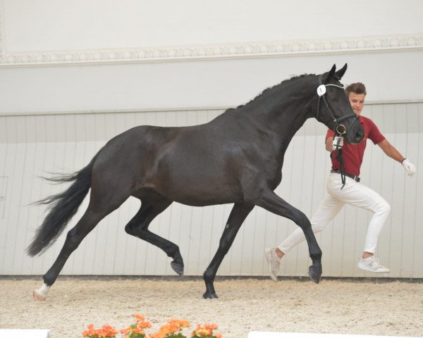 dressage horse Dante Venezia (German Sport Horse, 2016, from Dante Weltino Old)