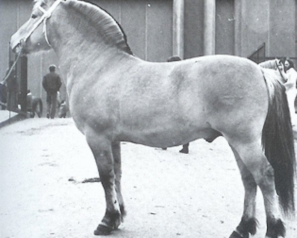 stallion Viking (Fjord Horse, 1976, from Normann)