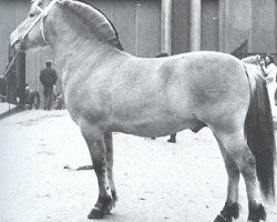 Deckhengst Viking (Fjordpferd, 1976, von Normann)