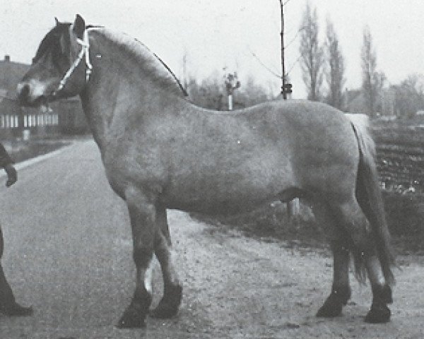 stallion Normann (Fjord Horse, 1969, from Dragmann Medalje)