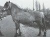 stallion Normann (Fjord Horse, 1969, from Dragmann Medalje)