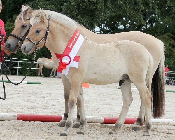 Pferd Vino Fjellhorn (Fjordpferd, 2020, von Venlo)