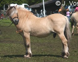 stallion Nordal N.1836 (Fjord Horse, 1977, from Jærmann N.1788)