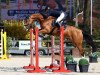 jumper Count To Ten (Oldenburg show jumper, 2013, from Cornet's Prinz)