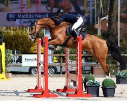 jumper Count To Ten (Oldenburg show jumper, 2013, from Cornet's Prinz)