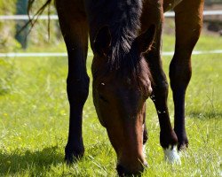 Dressurpferd Barney (Westfale, 2011, von Show Star)