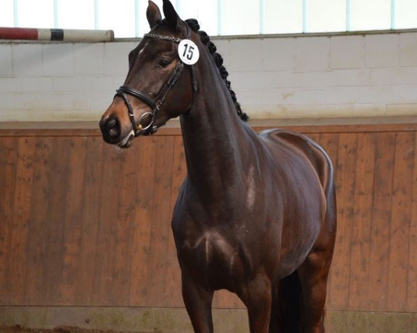 broodmare Taukenischken (Trakehner, 2012, from Hirtentanz 2)