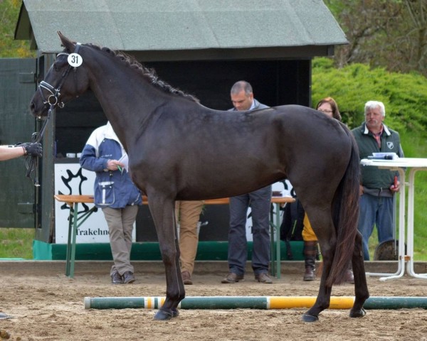 broodmare Vista Arenal (Trakehner, 2012, from Syriano)