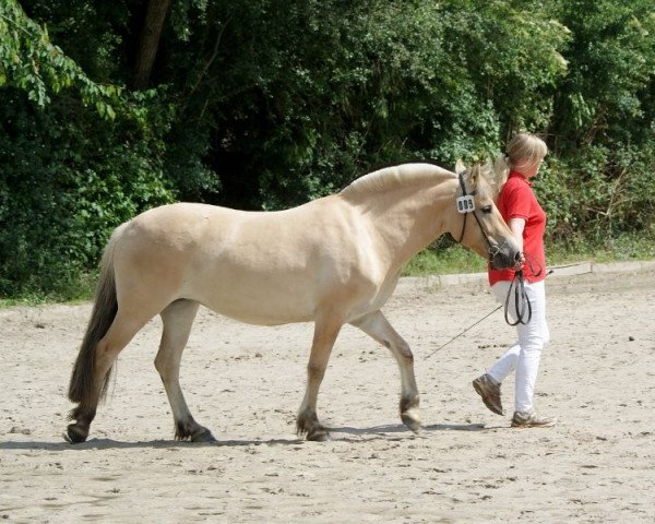 Pferd Tamira (Fjordpferd, 2013, von Mr. Tveiten N.2591)