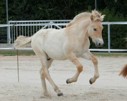 Pferd Done (Fjordpferd, 2020, von Dexter)