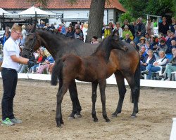 Dressurpferd Uganda (Trakehner, 2018, von Schwarzgold)