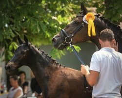 broodmare Unesca IV (Trakehner, 1998, from Sixtus)