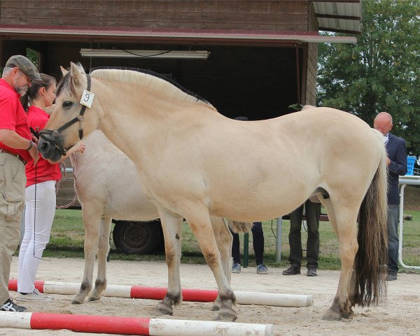 broodmare Lyna (Fjord Horse, 2004, from Ohlsen)