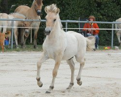 horse Valor (Fjord Horse, 2020, from Vacceur)