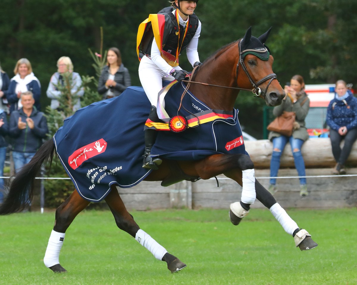 Deckhengst Isselhook's First Sight TSF (Trakehner, 2014, von Lossow)