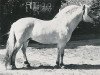 stallion Naustdal (Fjord Horse, 1981, from Breimning N.1838)