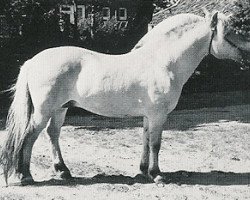 stallion Naustdal (Fjord Horse, 1981, from Breimning N.1838)