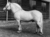 stallion Myrstein N.1866 (Fjord Horse, 1978, from Hosar N.1717)